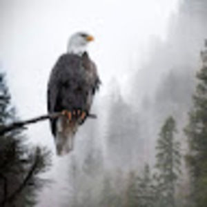 Meet your Posher, Douglas